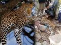 Leopard in trap dies of heart attack in AJK’s Jhelum valley