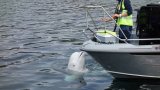 Norway warns against approaching ‘spy’ whale