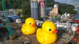 Hong Kong’s favourite giant rubber duck is returning to Victoria Harbour but it’s bigger and it’s bringing a (...)