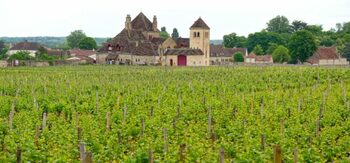 Viticulture : quand l’agence sanitaire saborde la vigne française