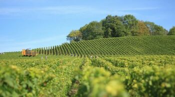 [TRIBUNE] Mercosur : dérives tous azimuts au nom du libre-commerce