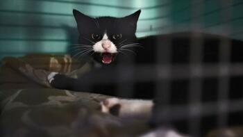 Maltraitance animale : doublement des peines, fichage au ministère de l’Intérieur… Un député veut renforcer (…)