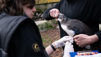 Grippe aviaire : deux nouveaux foyers détectés en Vendée