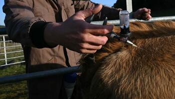 Dermatose : un troisième cas détecté en Ariège