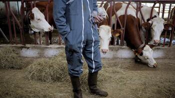 Dermatose nodulaire : un nouveau cas détecté dans un élevage bovin d'Ariège, annonce le ministère de l'Agriculture