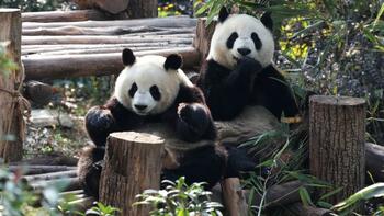 La Chine enverra de nouveaux pandas en France en 2027 «au plus tard», selon le directeur du zoo de Beauval