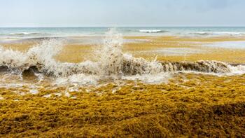 «Elles provoquent des maux de tête, des nausées et des troubles respiratoires» : qu’est ce que la sargasse, cette (…)