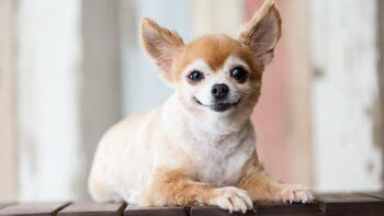 «Les gens ne nous ont pas aidés» : un escalator broie les pattes d’un chihuahua, ses propriétaires sous le choc