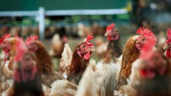 Grippe aviaire : la France en risque élevé, faut-il s'en inquiéter ?