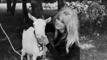 [ANIMAUX] Le combat animalier de BB ? Une façon d’être “raciste”, selon Politis !