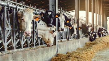 Dermatose nodulaire contagieuse : foyers, vaccins, indemnisations... La crise en chiffres