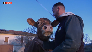 «On aime nos bêtes» : l'inquiétude d'un jeune éleveur de l'Ariège face à la dermatose bovine