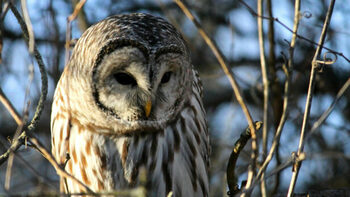 [ANIMAUX] Etats-Unis : on va abattre 450.000 chouettes… au nom de la protection de la nature