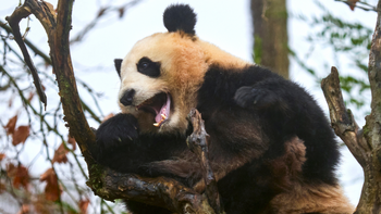 Zoo de Beauval : l'unique couple de pandas géants hébergé en France est retourné en Chine