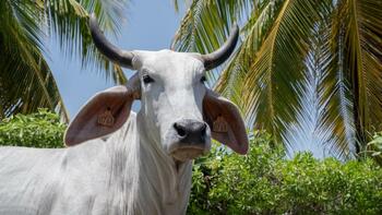 Salon de l'agriculture 2026 : tout savoir sur Biguine, la vache égérie de l’événement