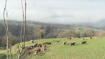 «Entre 600.000 et 1 million de bovins» : comment se décline le vaste plan de vaccination contre la dermatose promis&nbsp;(…)