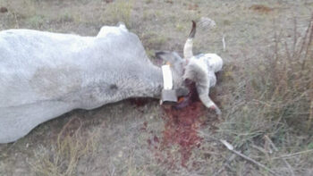 [ANIMAUX] Vaches abattues au fusil : un nouveau cap franchi dans la lutte contre la dermatose