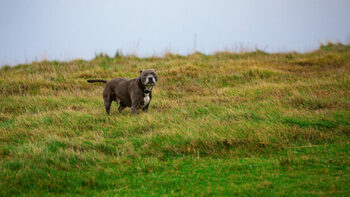 [ANIMAUX] Grande-Bretagne : dans les campagnes, les chiens gêneraient les musulmans !