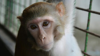 [ANIMAUX] Fin de l’expérimentation sur les primates aux USA : Libération y trouve à redire