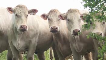 Dermatose : à combien s'élève le cheptel bovin en France ?