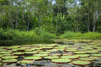 Forêts : La finance française peut être le catalyseur d’un basculement historique
