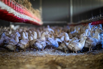 Grippe aviaire : la France impose le confinement des volailles, le niveau risque désormais