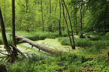 Pour la France, l’urgence et l’opportunité de diversifier les puits de carbone – par François Gemenne et Ferréol Delmas