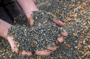 CETA : les producteurs français sacrifiés pour un plat de lentilles… canadiennes