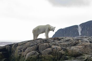 Transition écologique : une adhésion conditionnelle, mais réelle – par Antoine Bristielle