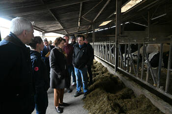 Dermatose nodulaire contagieuse des bovins : les images chocs parasitent la réalité