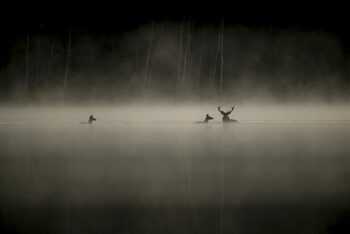 [CINÉMA] Le Chant des forêts, la nouvelle pépite du photographe Vincent Munier