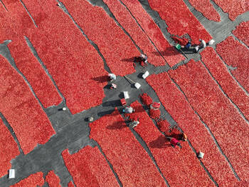 Comment la tomate chinoise s'est écrasée face au marché européen