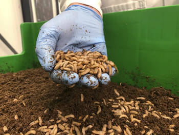 Elevage d'insectes : la faillite d'Ynsect donne le cafard à tout le secteur